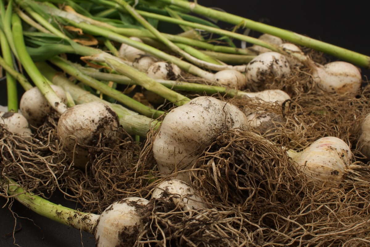 Zuppa d'aglio tradizionale