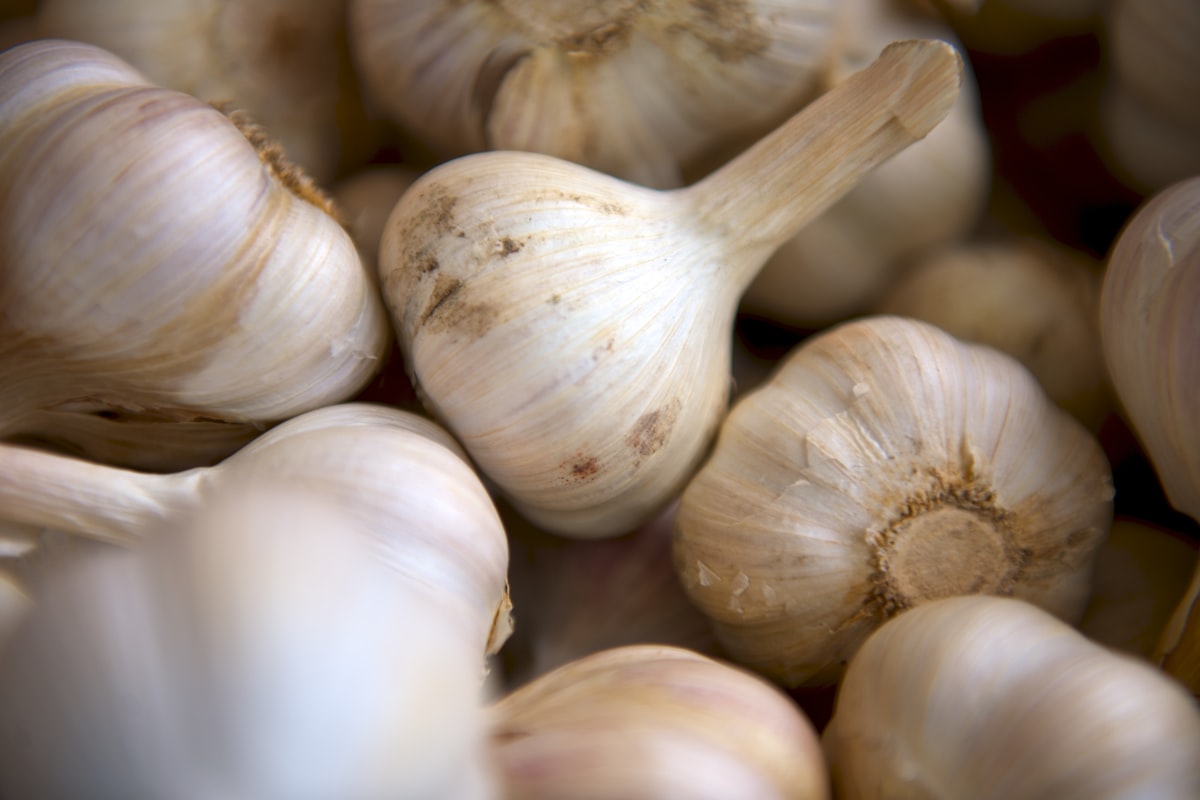 Varietà di aglio nel mondo